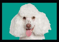 Poodle 35x51 Tamaño Directo
